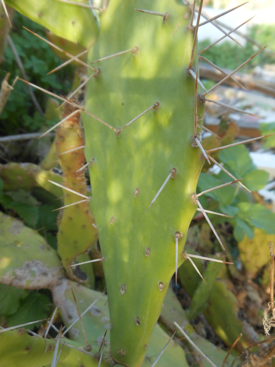 Opuntia monacantha / Fico d''India monospina